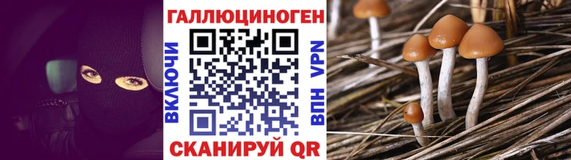 Купить  Грайворон  Псилоцибиновые грибы GOLDEN TEACHER 